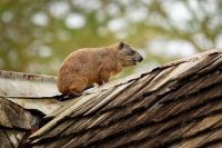 Daman skalni - Procavia capensis - Rock Hyrax o2259